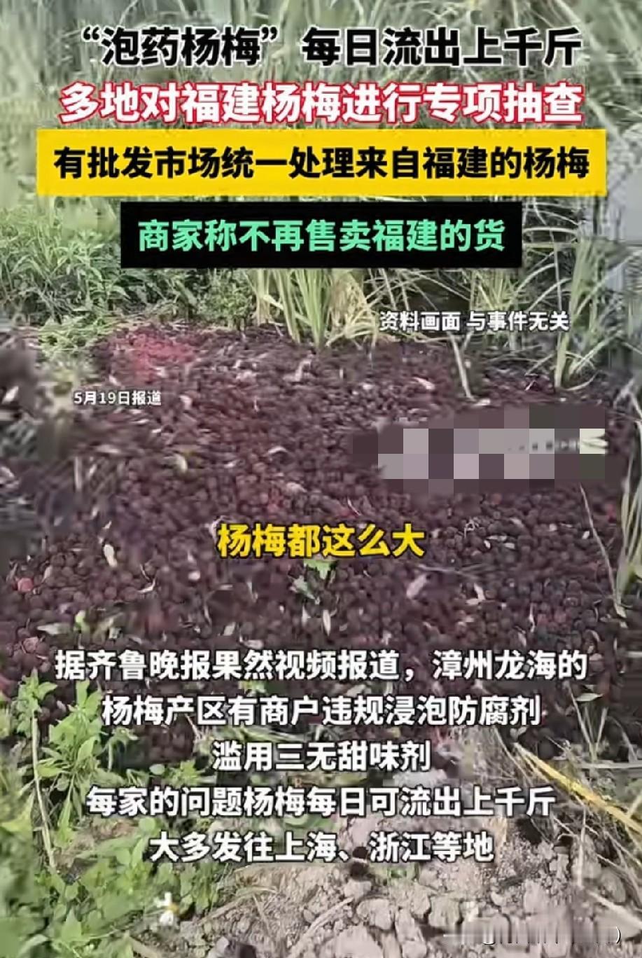 谁来救救这些种杨梅的农户！福建漳州龙海杨梅产区的果农，正被“泡药事件”拖入绝境