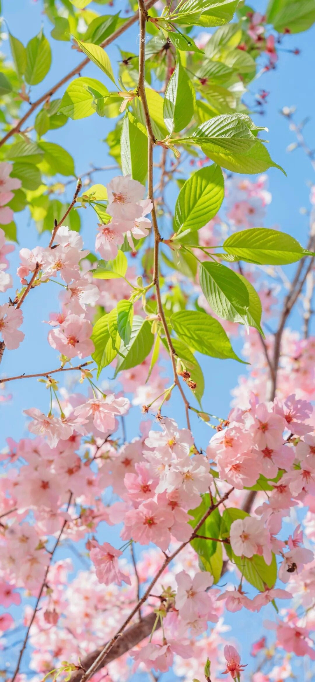 你好2026好看的壁纸，愿2026一路繁花似锦