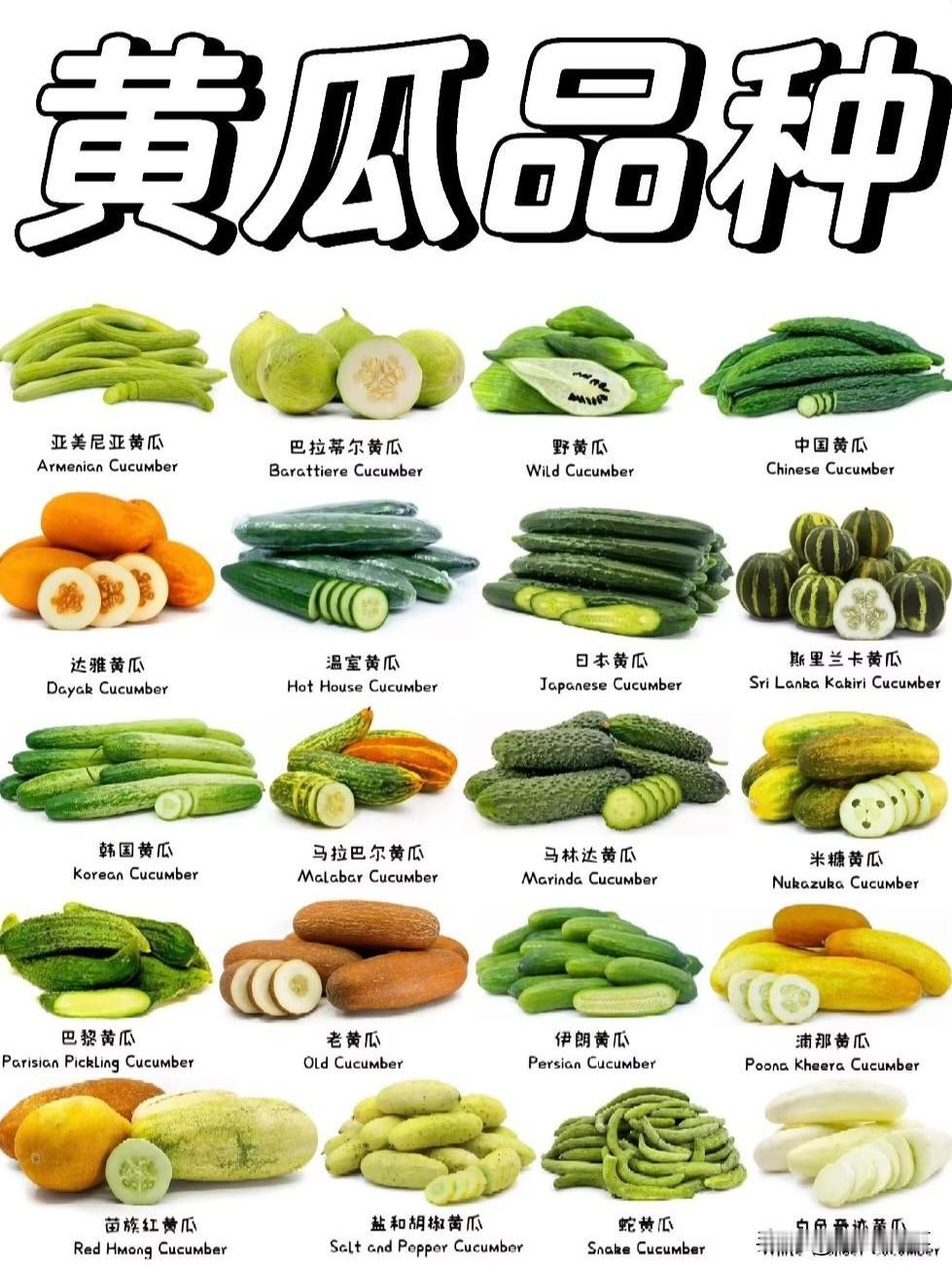 一张图看遍黄瓜品种（不完全版本）这张图里虽然都是以黄瓜（cucumber）命名