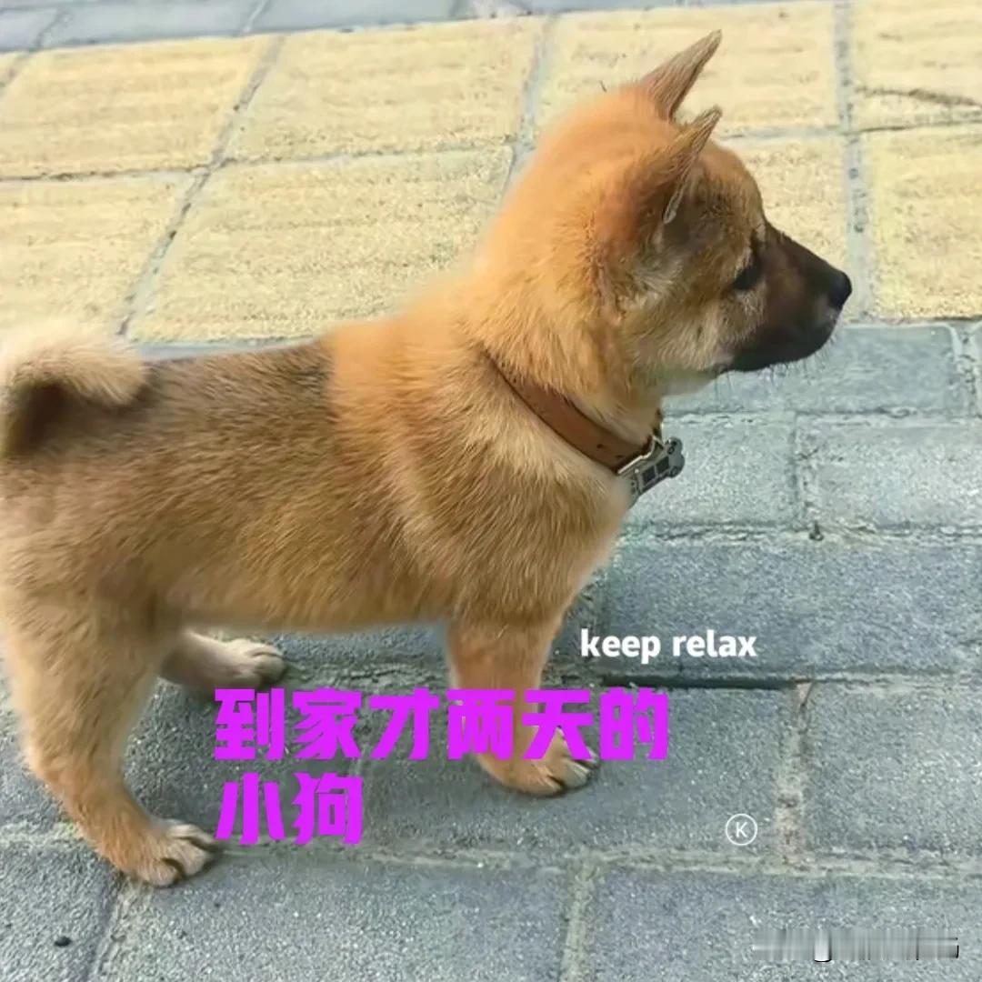 心心念念的中华田园犬，终于下决心在网上买了一只。本来是打算买一只黄狗白面的，奈何