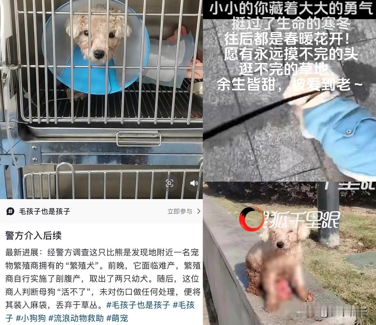 2025年11月27日，浙江温州瑞安某犬舍的繁殖比熊犬因难产，被经营者自行剖腹取