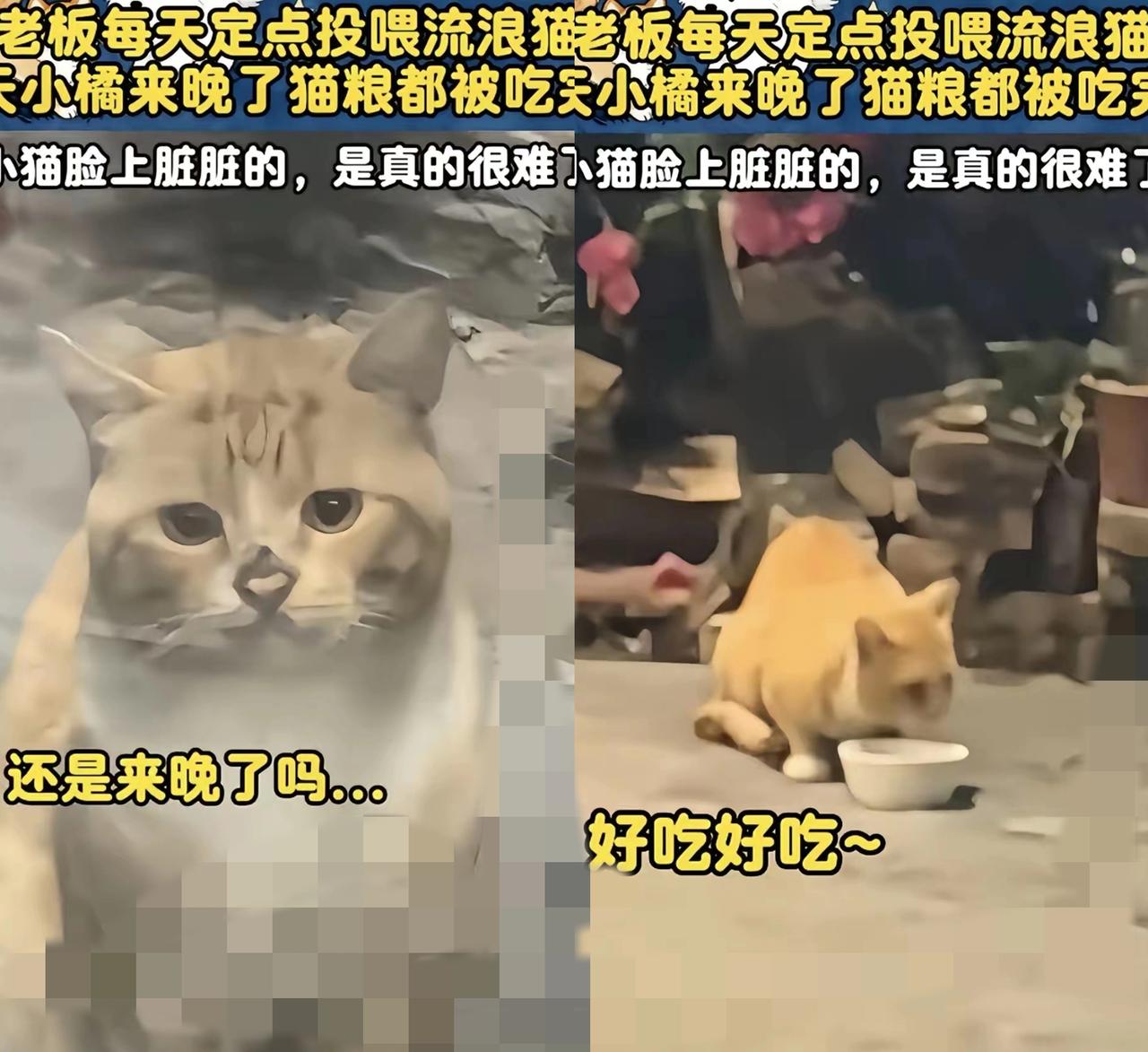 有时候迟到，反而成了一辈子的幸运。这只流浪猫大概怎么也想不到，晚来一