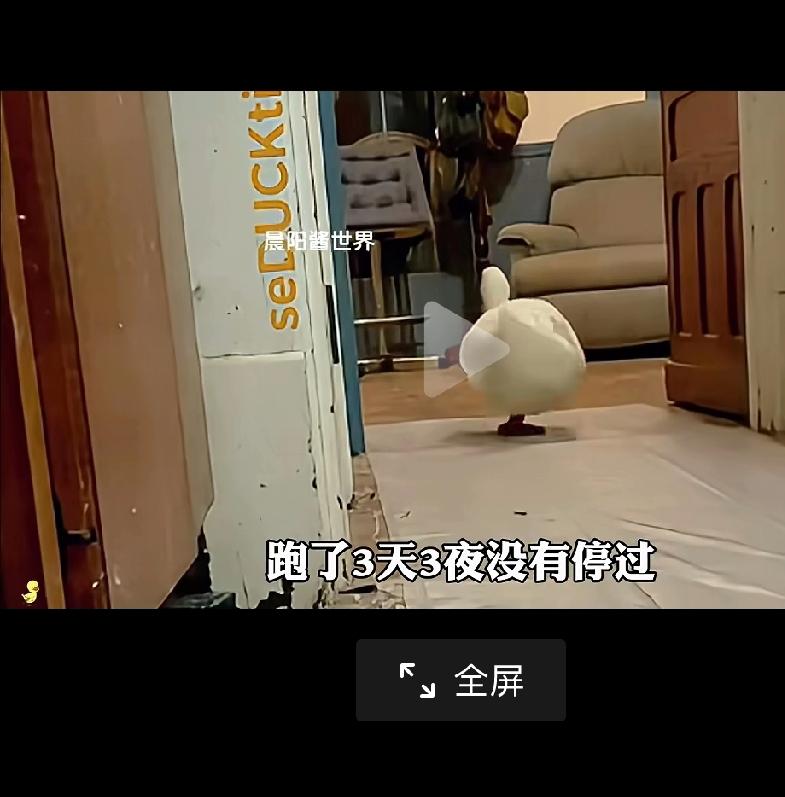 刚刚看到的，说有一个居民买了一只鸭子，本来准备炖着吃的，然后那个鸭子在厨房和其他