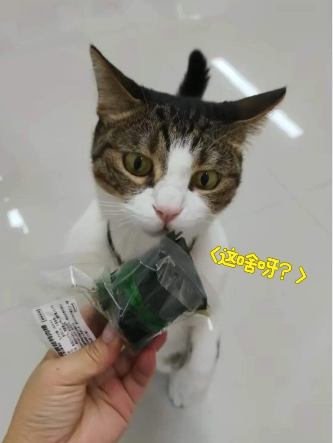 小猫咪的端午粽子