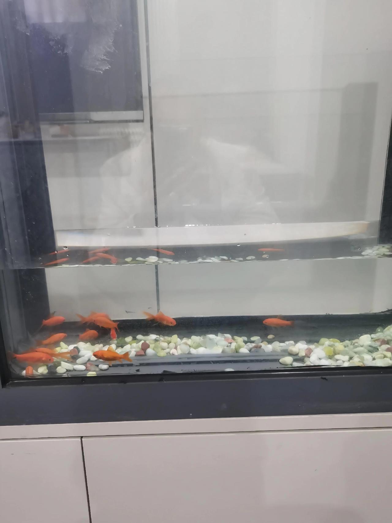 家人又为我找了点事做，还养起了小金鱼，阳台上种了几十盆盆栽花，养得花谢了又重新买