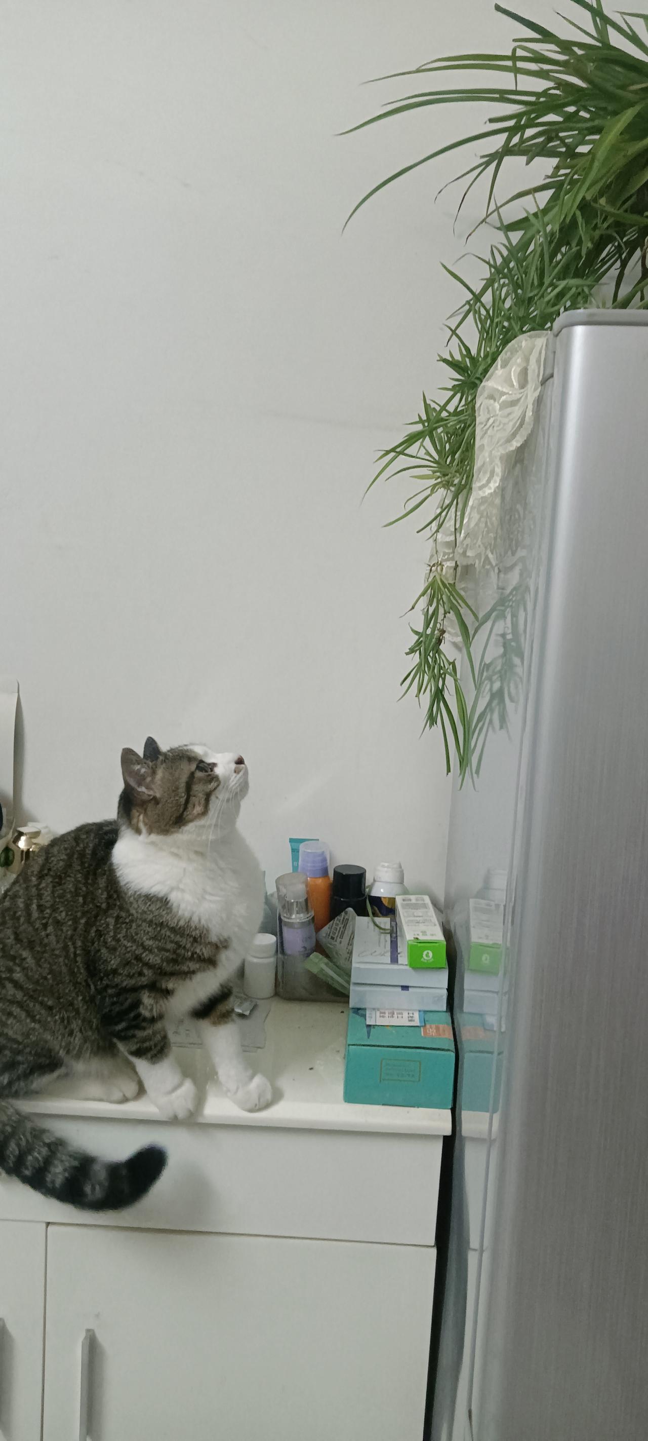猫和绿植不能共存？我家逆子打了所有预言家的脸都说养猫就别想养绿植，要么猫