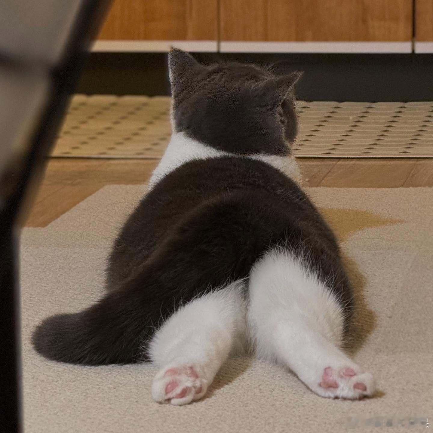 被小猫咪背影萌晕🐾🥰cr：coaaka​​​