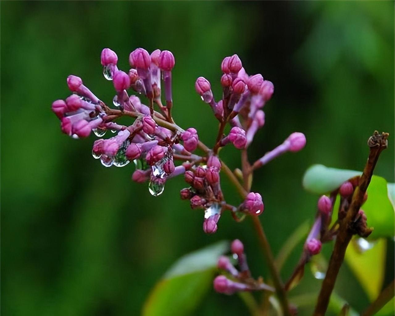 汉桓帝时，侍中有个叫刁存的人，他年老口臭让皇帝难以忍受，于是皇帝就赐予他一样叫鸡