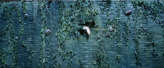 知道白鹿为什么喜欢壁上花案了墙中女子的意象太震撼了。她早该离开皇宫，却以最残酷