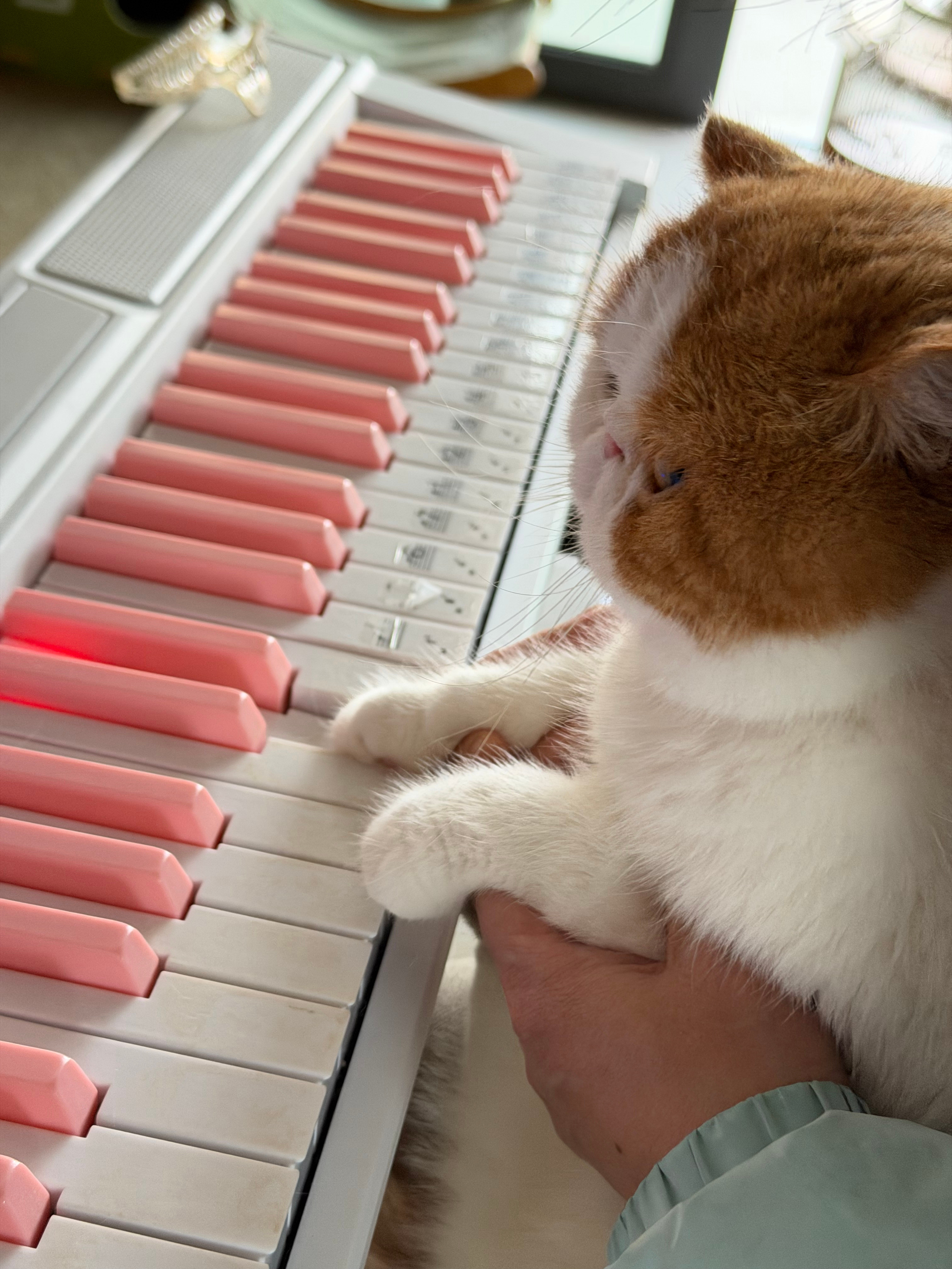 太萌了我妈给小猫咪买的专门洗的毛巾，家里面还有各种各样给小猫咪买的东西，我妈弹