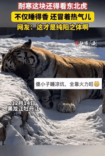 黑龙江，一女子去逛动物园，发现一只东北虎正躺在雪地里睡觉，看着都好冷，可有意思的