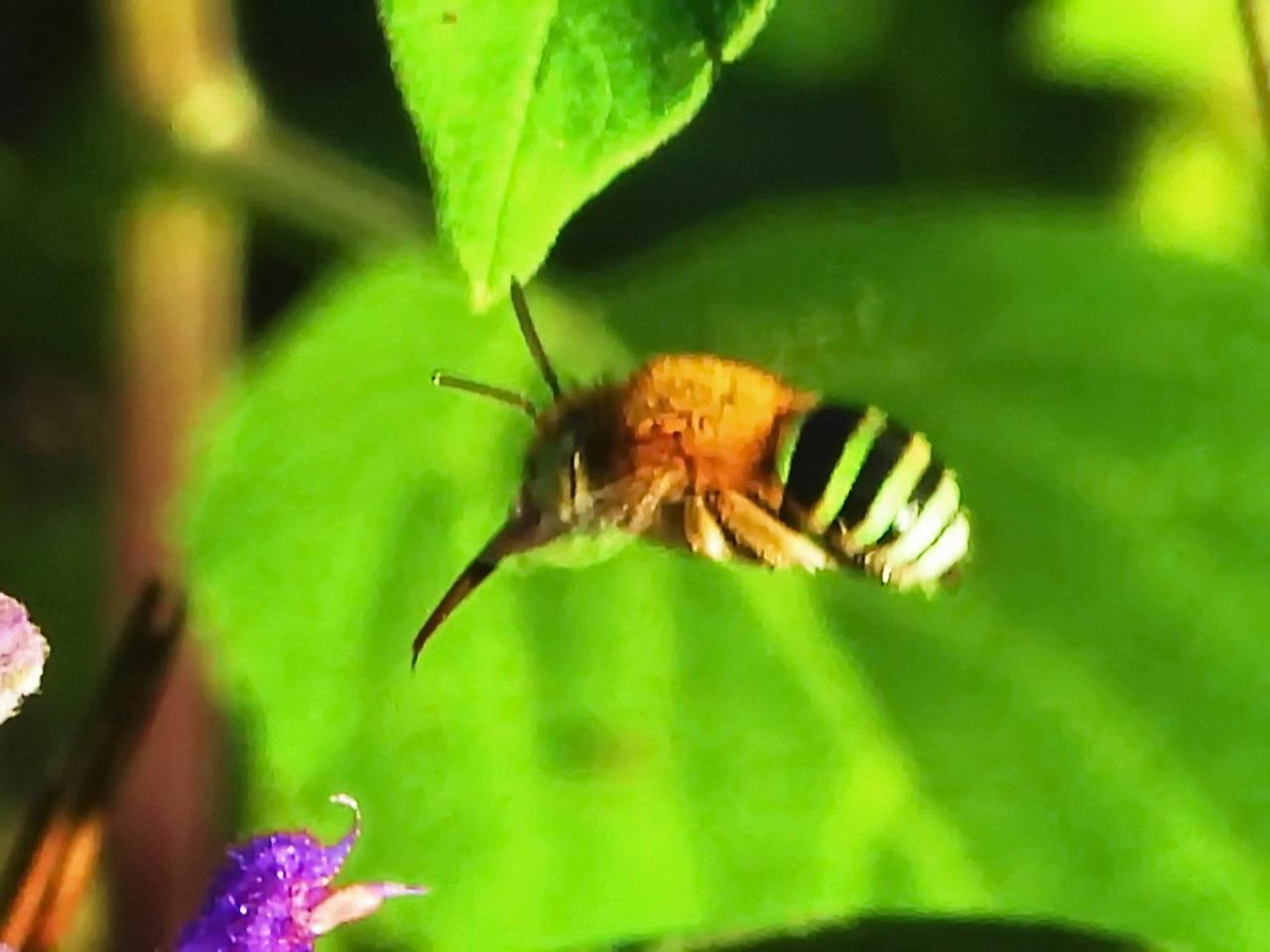 【昆虫观赏】鞋斑无垫蜂鞋斑无垫蜂为膜翅目蜜蜂科无垫蜂属昆虫，体长10毫米左