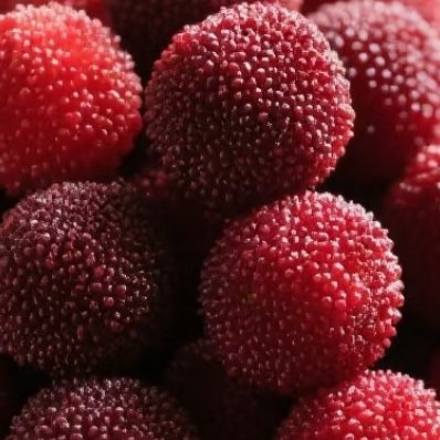 杨梅的种植方法1、种植时间：杨梅一年四季都可以种植，不过杨梅种植的最佳时间在秋冬