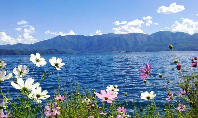格桑花开的泸沽湖，此生必去一趟，方不遗憾！​​​​