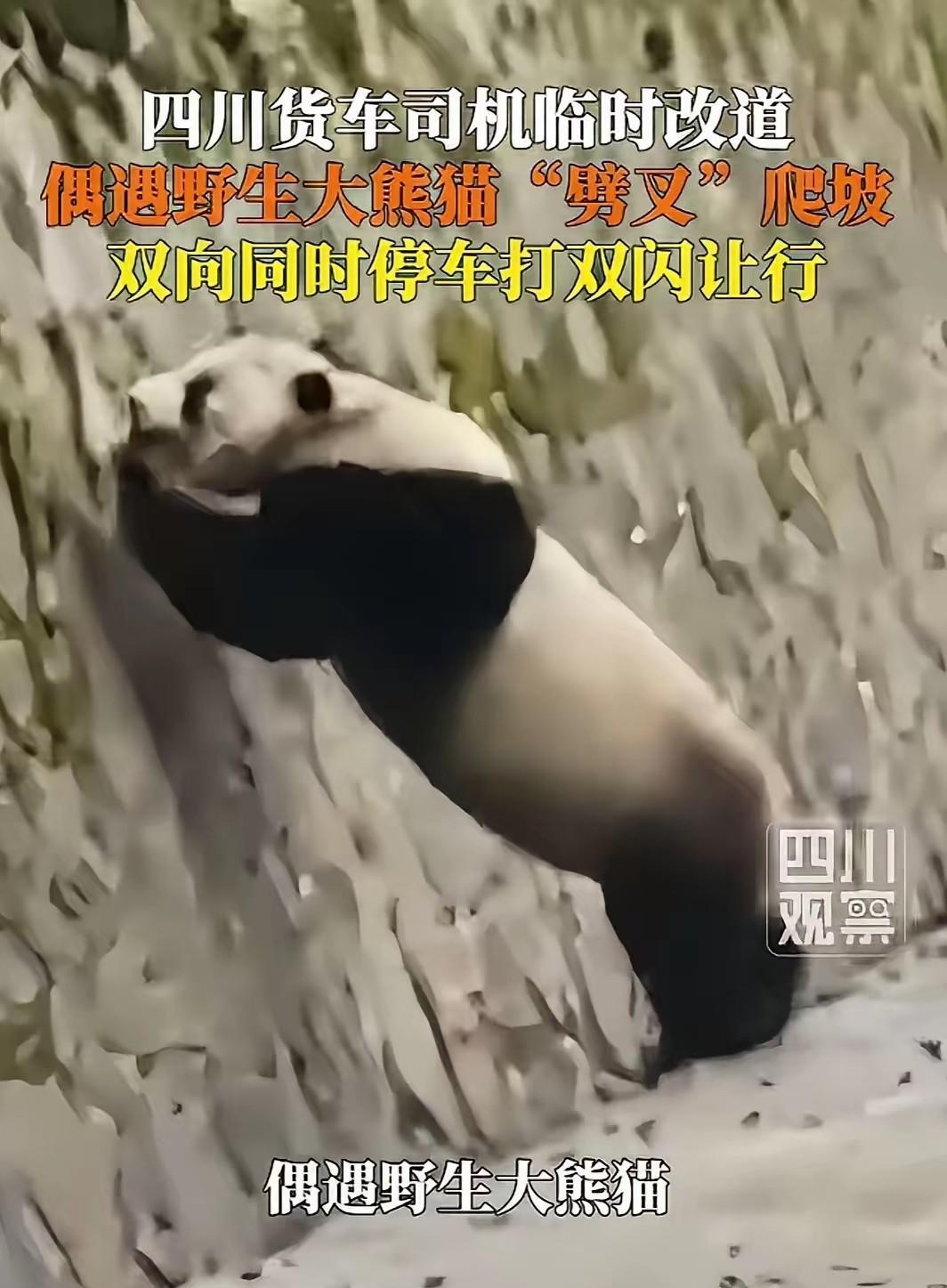太幸运了！6月23日，四川平武，货车司机袁先生原本走高速，临时决定换条道，结果开