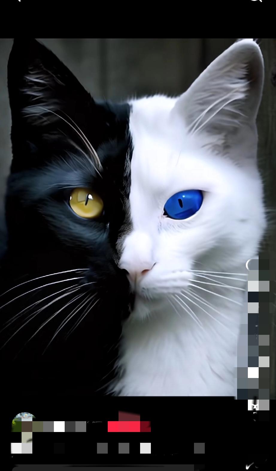见过“阴阳脸”小猫吗？它的名字藏着治愈生活的小魔法刷到那只半