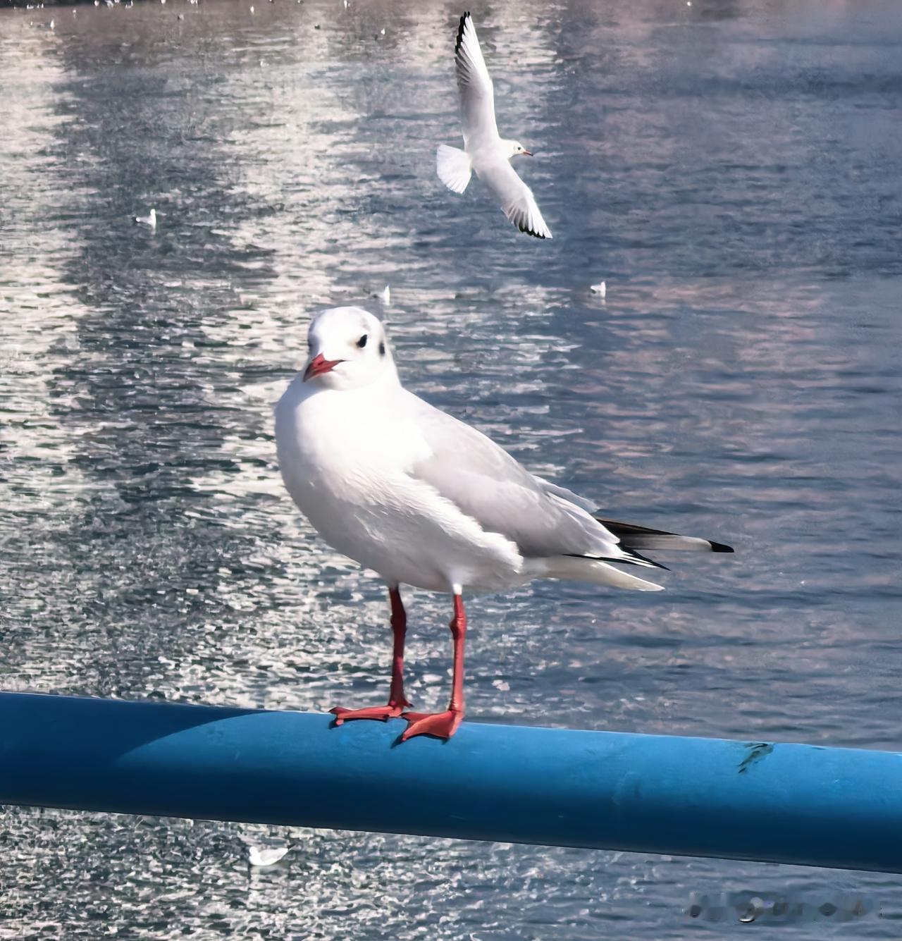 伦敦金库黄金交割时间，为什么被拖了很长时间？会出现违约吗？伦敦金库黄金交割时