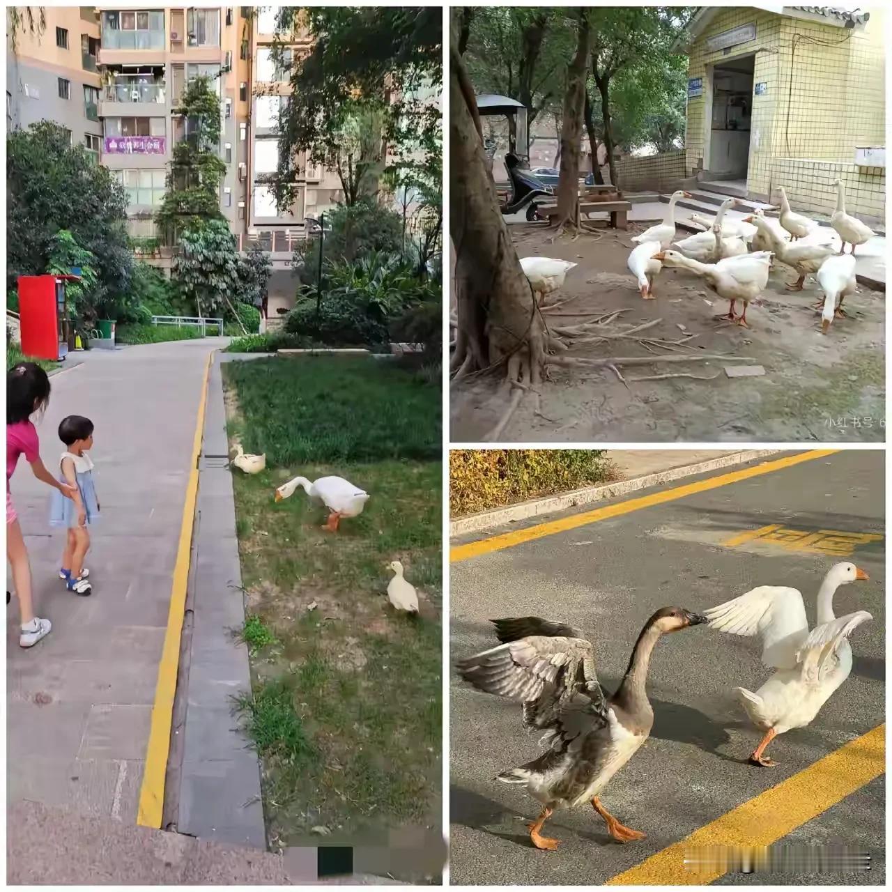 自从女游客毒蛇被咬后，海南不少小区开始养大鹅来驱赶蛇。大鹅首先比较稀缺，成本也贵