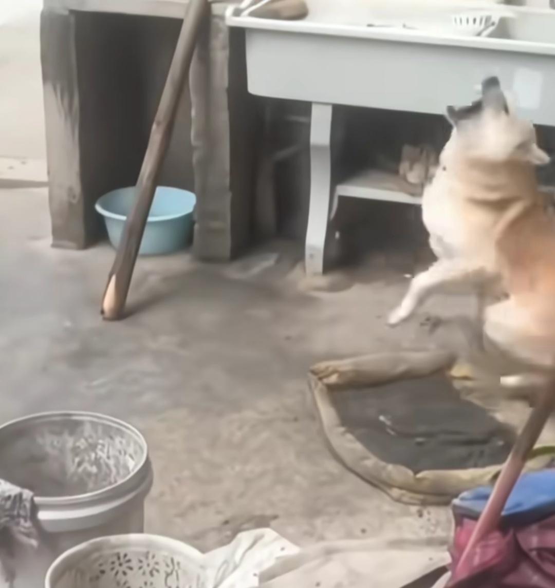 养了多年的狗被别人买走吃，家里人动手将狗打死。狗主人称，养了两年的老狗经常跑出去