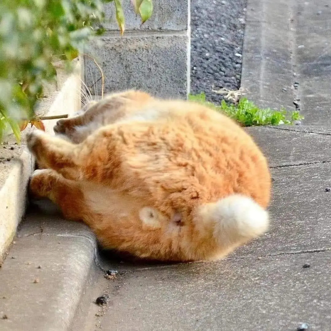橘猫因贪吃贪睡，性格软萌，深受铲屎官们的喜爱。近日，网友在路边偶遇一只圆滚滚的大