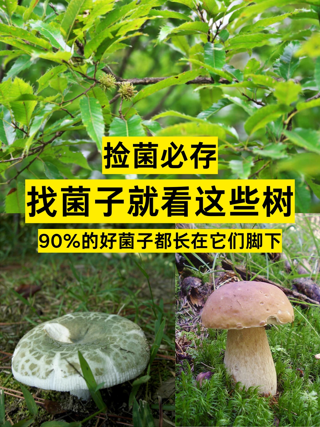 捡菌必存 |看树找菌，好菌子都长这些树下
