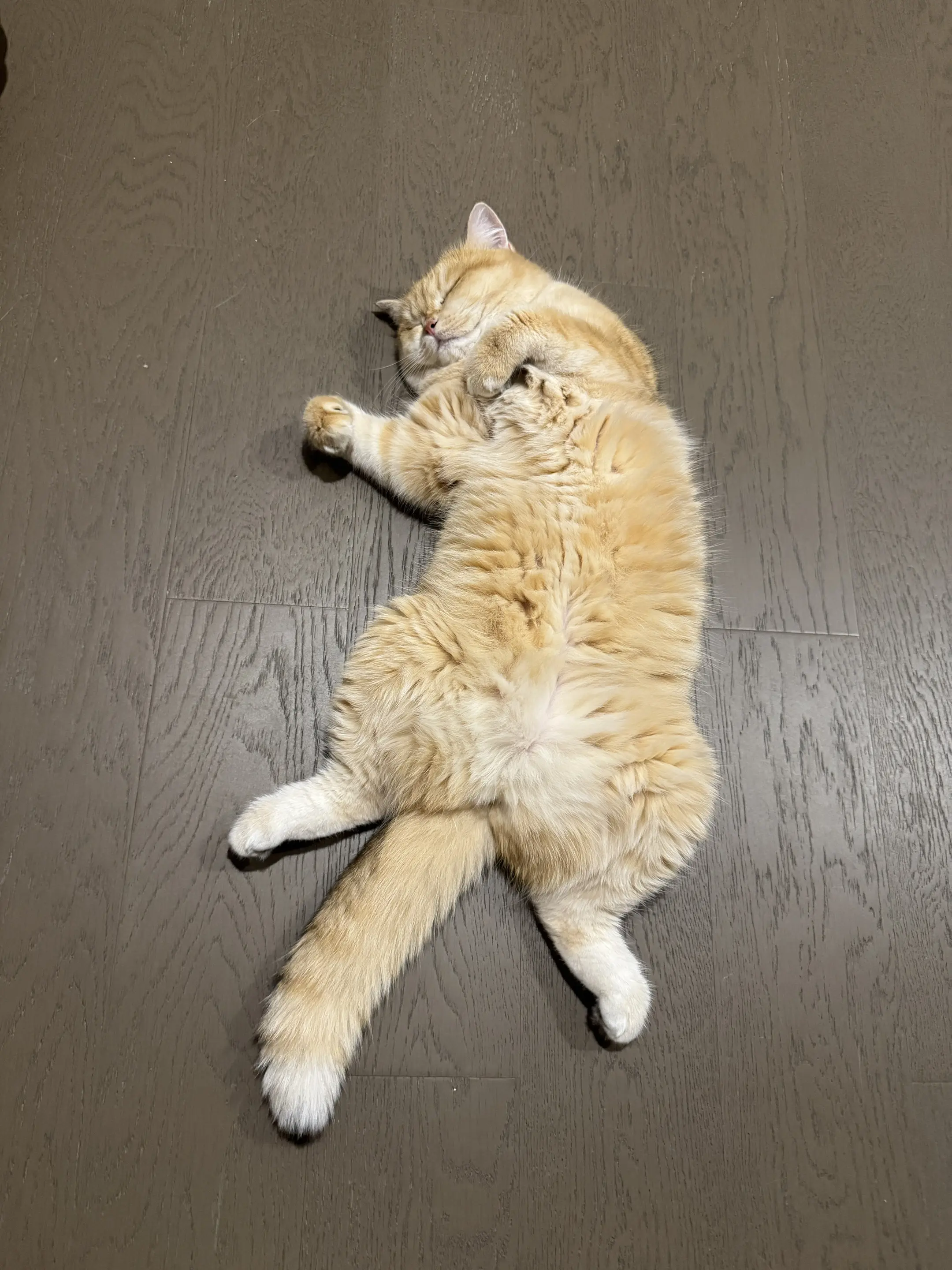 猫咪的小肚腩 猫咪四仰八叉躺 猫咪 橘猫的一百种躺平方式 铲屎官日常记录