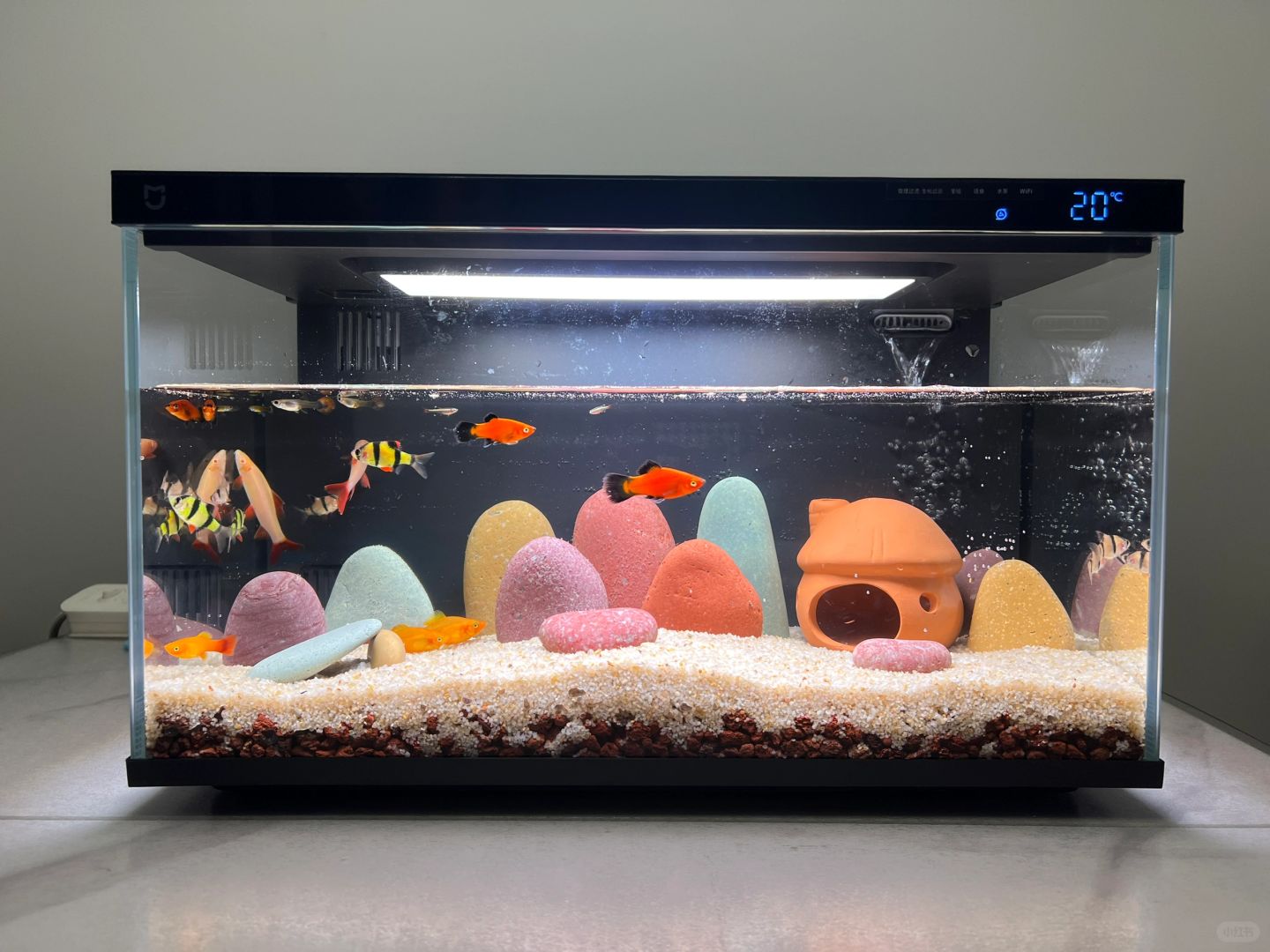 小米鱼缸造景来交作业啦！小清新鱼缸，看了好几个经验贴，选了个简单的。鱼缸#