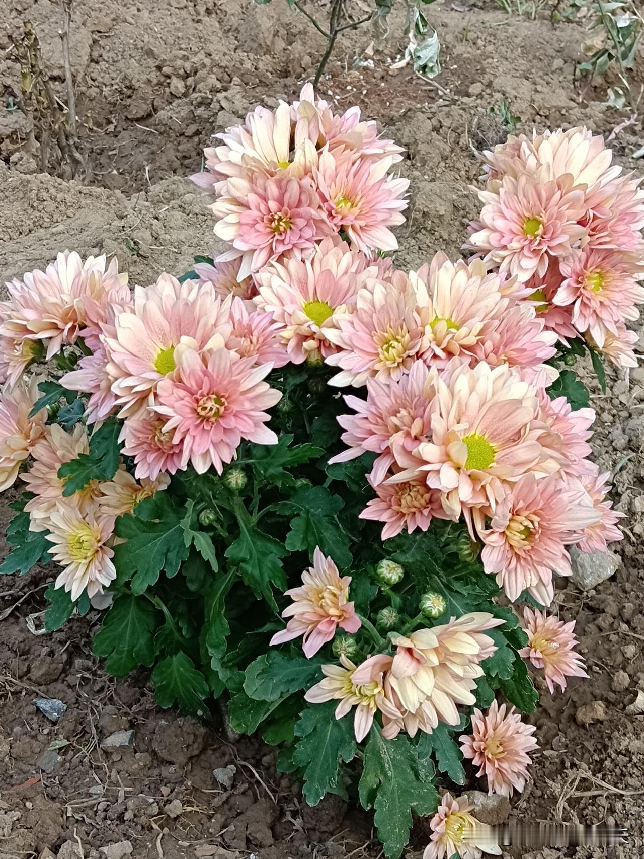 十二生肖谁钱多？1、属虎：存不住钱2、属牛：赚多少花多少3、属鼠：存钱小能