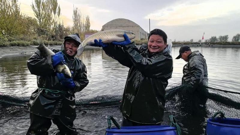 《新建池塘养草鱼, 池塘深度咋科学确定? 合理深度利养殖》