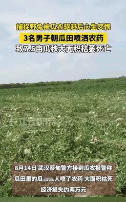 “缺德冒烟了！”湖北武汉，3名男子在瓜农田里逮野兔，没成想被瓜农撵走，3名男子心