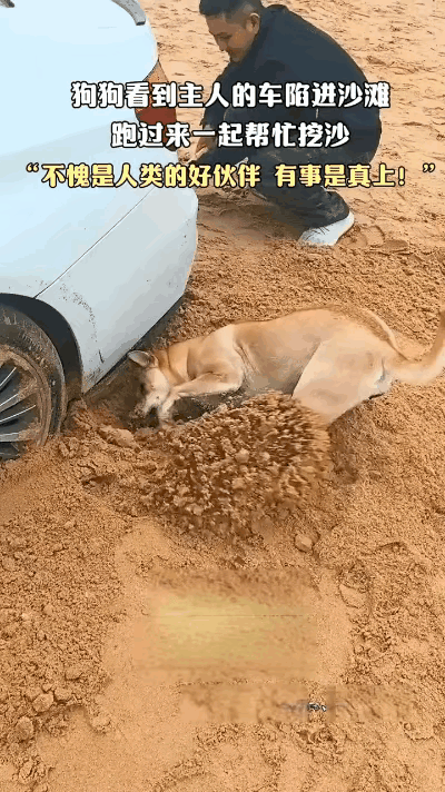家人们，这一幕真的笑喷我了！一辆白车陷进沙子里动不了，小主人蹲在旁边吭哧吭哧刨