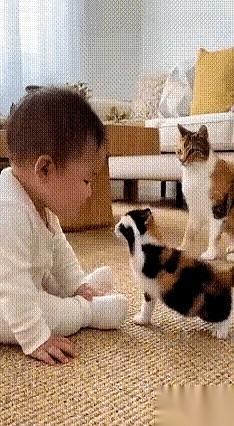 就差那么一丁点儿，小奶猫的爪子就抓到娃脸上了。娃“哇”地一声就哭了。那一瞬间