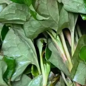 种种鱼腥草一、选地整地鱼腥草喜湿忌旱，除可利用边角地或荒地外，更宜选择排灌方便的
