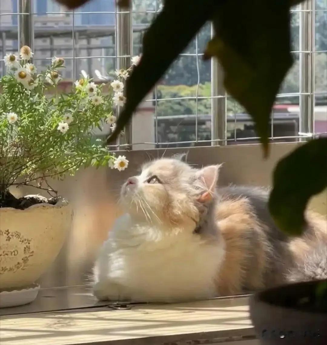 老妈养的猫子都要成精了，阳台上一盆小雏菊开花了，猫子趴在花盆下面闻着花香，还陶醉