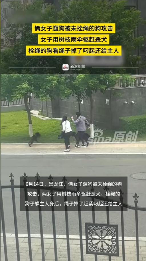 “一比较高下立判！”6月14日，黑龙江，两名女子牵着绳遛狗，在路边遇上了一只没栓