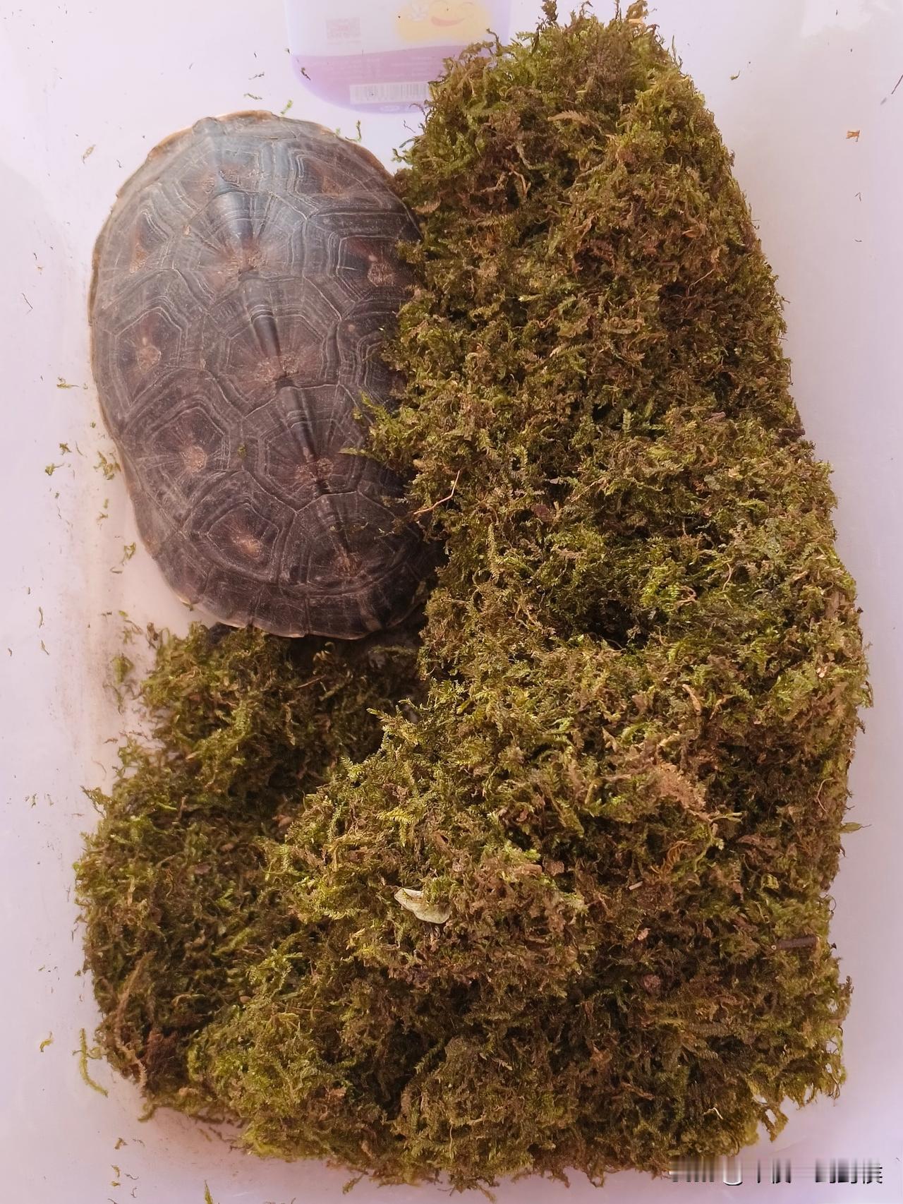 我叫路规。这个名字中规中矩，不过最近忽然有些不妥了。我知道女邻居有个前男友，