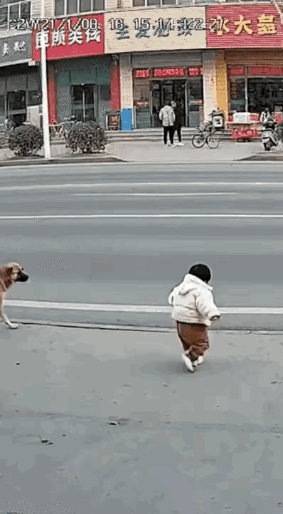 世界上最通人性的生灵，大概就是满眼都是你的小狗。小狗狗的一个护主行为，挽救了两个