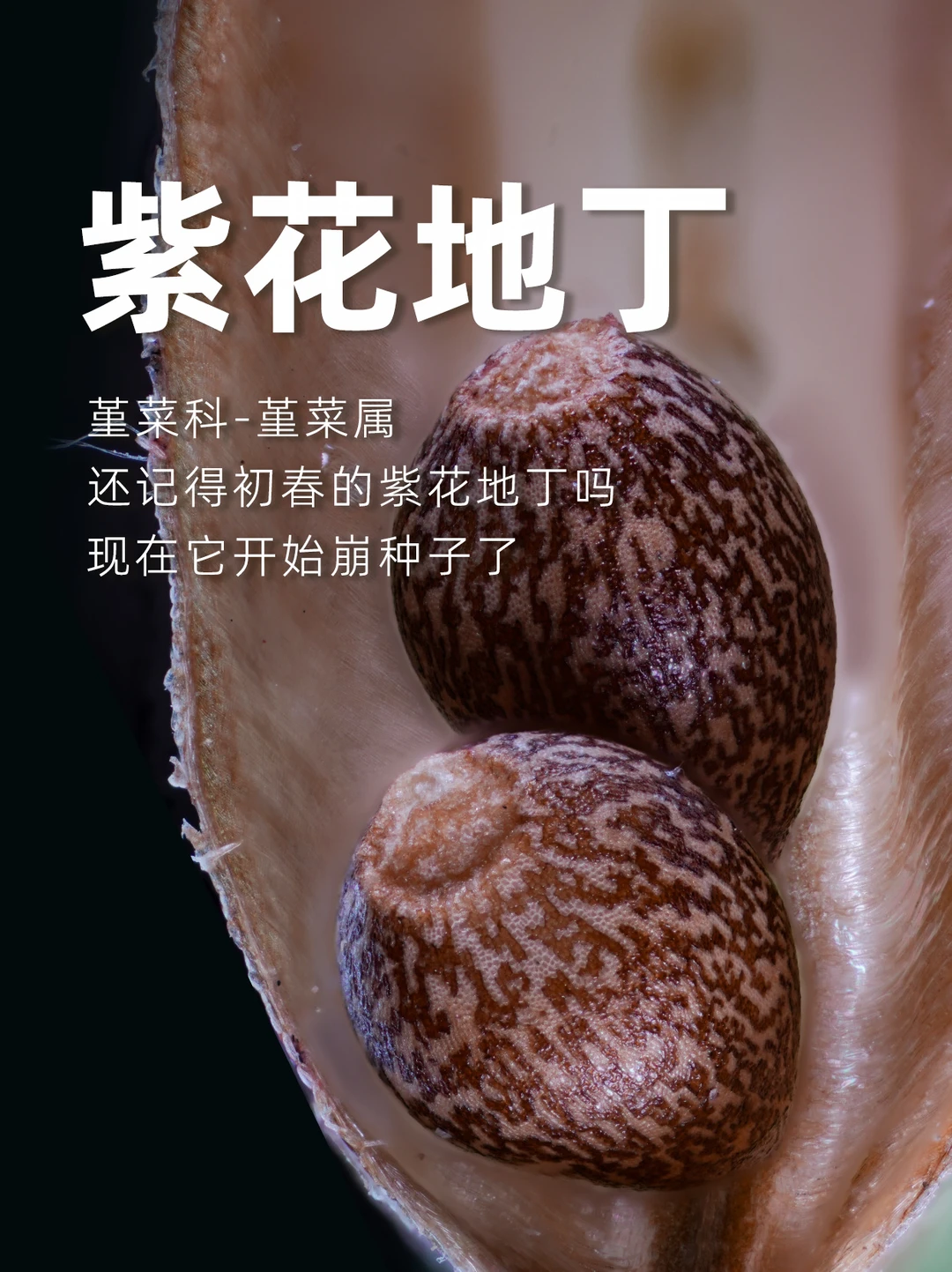 还记得初春的紫花地丁吗，它开始崩种子了