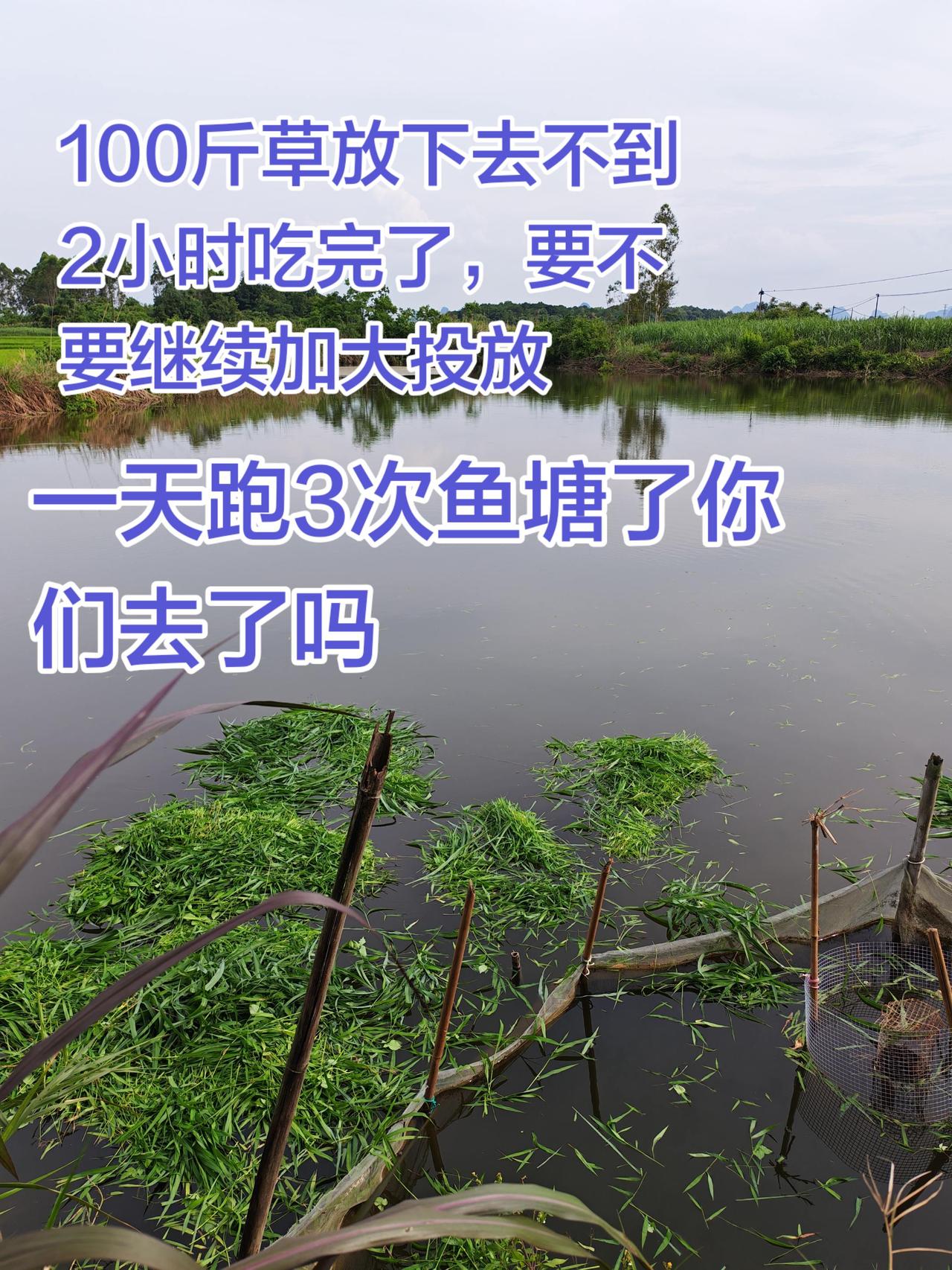 草鱼吃的太快了，有点忙不过来了养鱼日记养鱼农村生活
