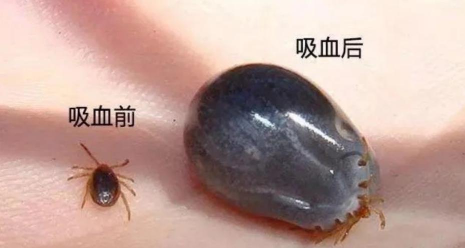 防不胜防！天津有位主人正给自家狗梳毛，梳着梳着，突然在狗脖子深处的毛里，发现了一