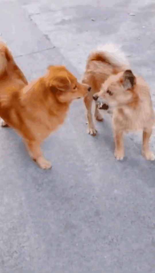 忍无可忍，无需再忍。一只毛发凌乱，浑身脏兮兮的流浪狗没事找事，对着一条家狗龇牙咧