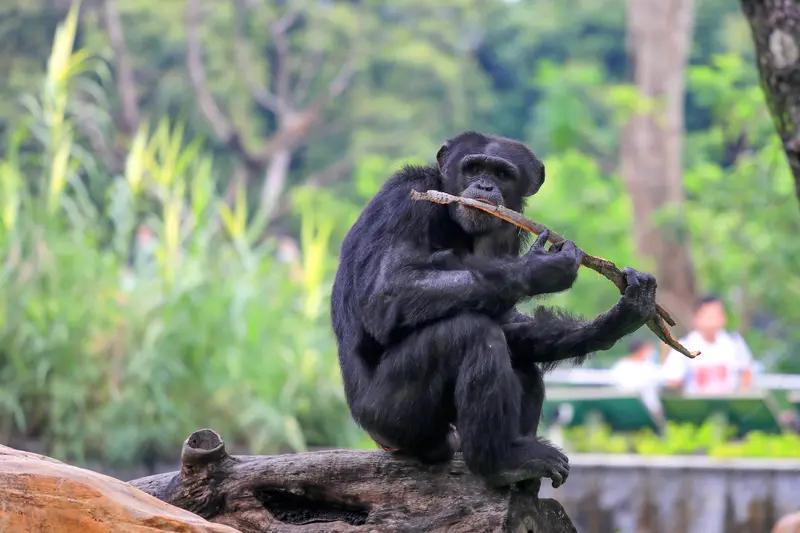 非洲西部原始森林里拍到的一幕，大猩猩把草塞进自己的肛门里，然后在森林里悠闲的走来