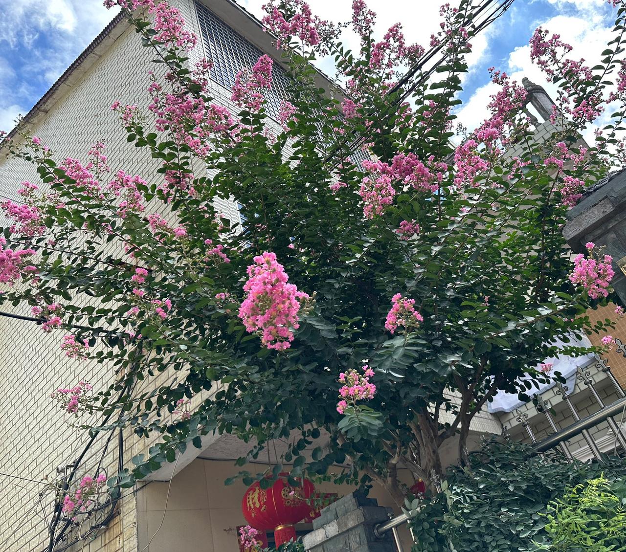 一个好久没联系的师范老同学突然打来视频微信电话，还以为她有啥事，没想到是向我打听