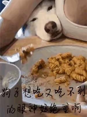 可怜的狗子，这眼神[捂脸哭]