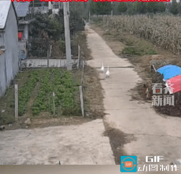 “彻底解释不清了!”乡间路上2只鹅正往家走,突然缓慢过来一辆面包车,谁知车门一