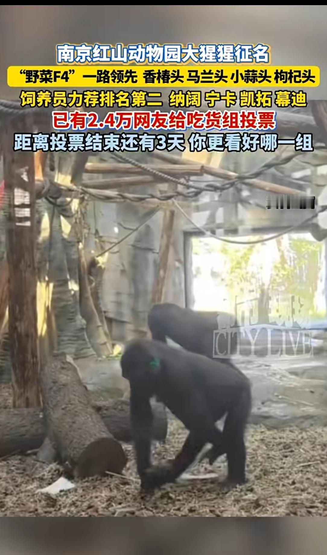 南京动物园大猩猩征名爆冷！“野菜F4”杀疯了，吃货网友这波操作绝了南京红山