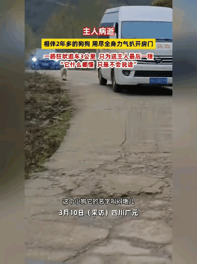 泪目了！最近一位老人因病去世了，家里人担心他养的狗狗乱跑，在老人送去殡仪馆的这天