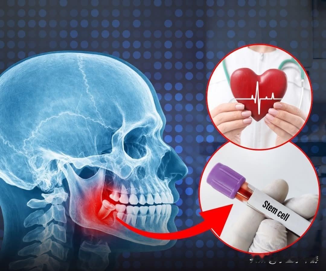 研究发现，智齿中或许含有能够帮助修复心脏、大脑和骨骼的干细胞。许多人曾认为智齿是