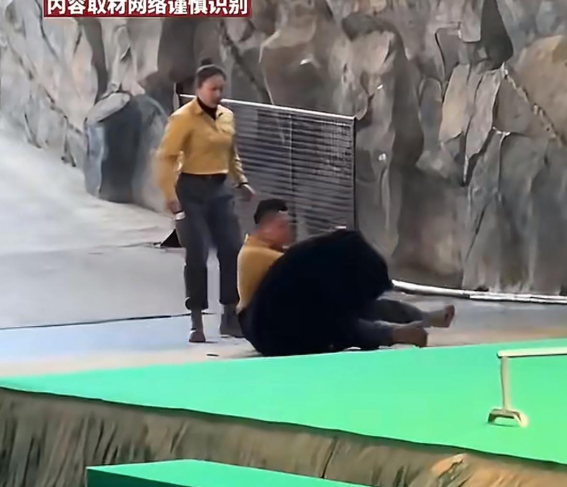 杭州动物园黑熊996表演罢工，袭击饲养员，观众看了一场人熊大战。黑熊表演，突然有