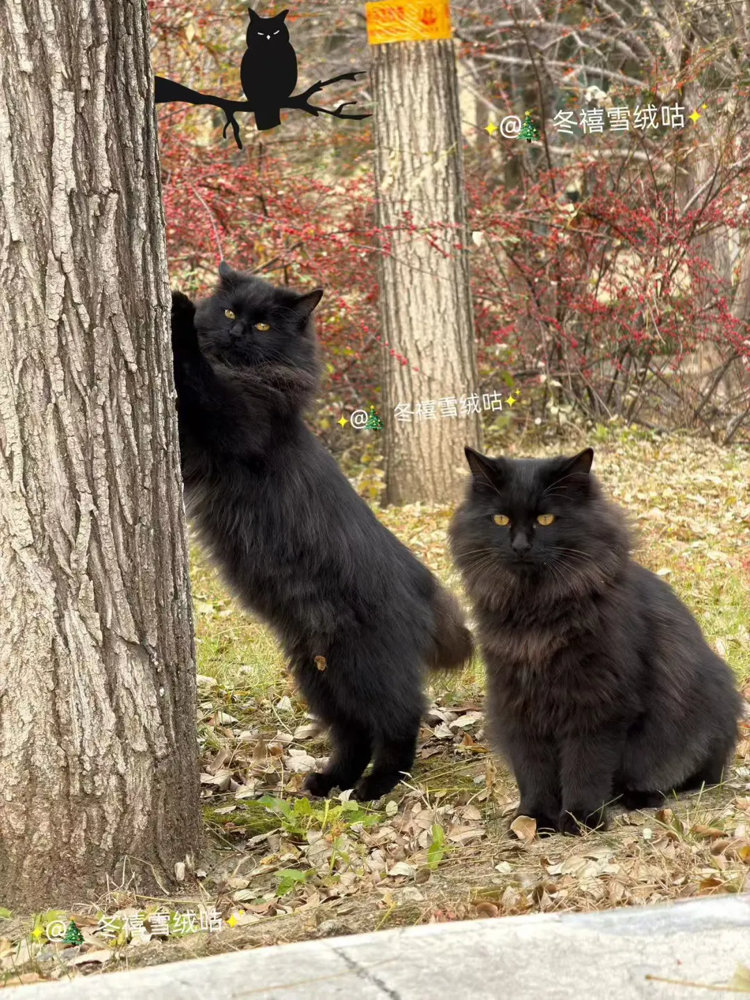 两只超级漂亮的黑猫，都是长毛，还在外面混日子，所以体现不出它们的威风八...